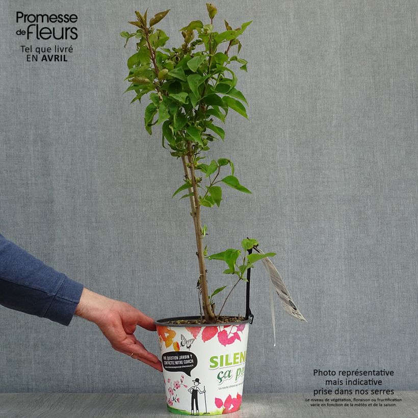 Spécimen de Lilas - Syringa vulgaris Zhemchuzhina Pot de 4L/5L tel que livré au printemps
