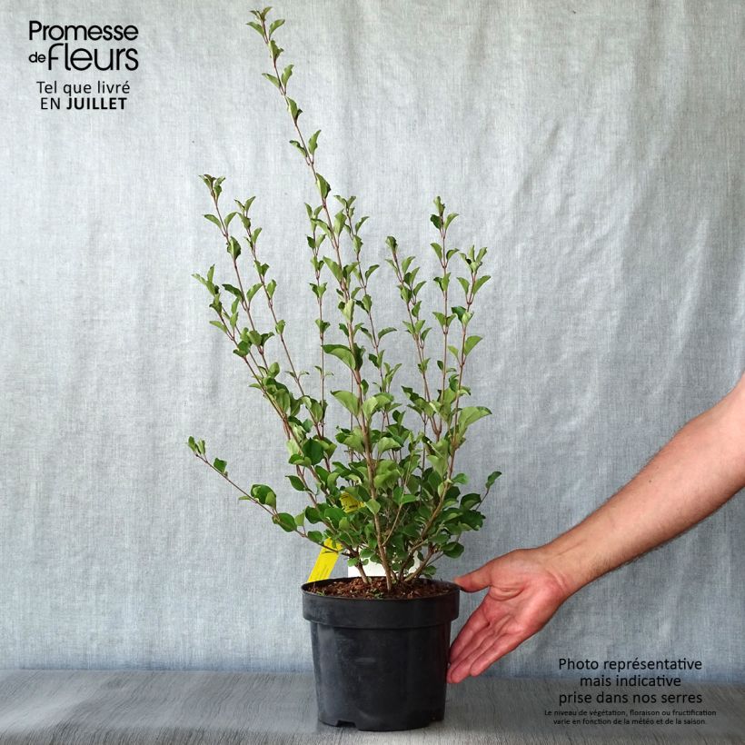 Spécimen de Lilas à petites feuilles - Syringa Red Pixie Pot de 3L/4L tel que livré en été