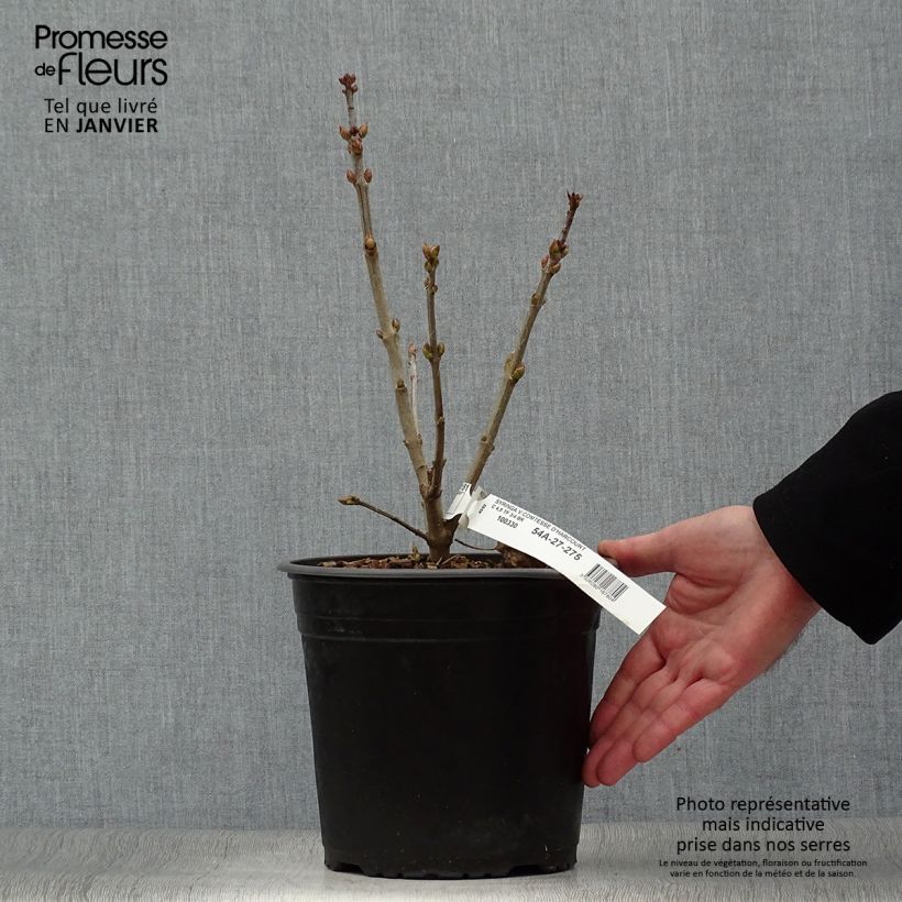 Spécimen de Lilas commun - Syringa vulgaris Comtesse D'harcourt Pot de 4L/5L tel que livré en hiver