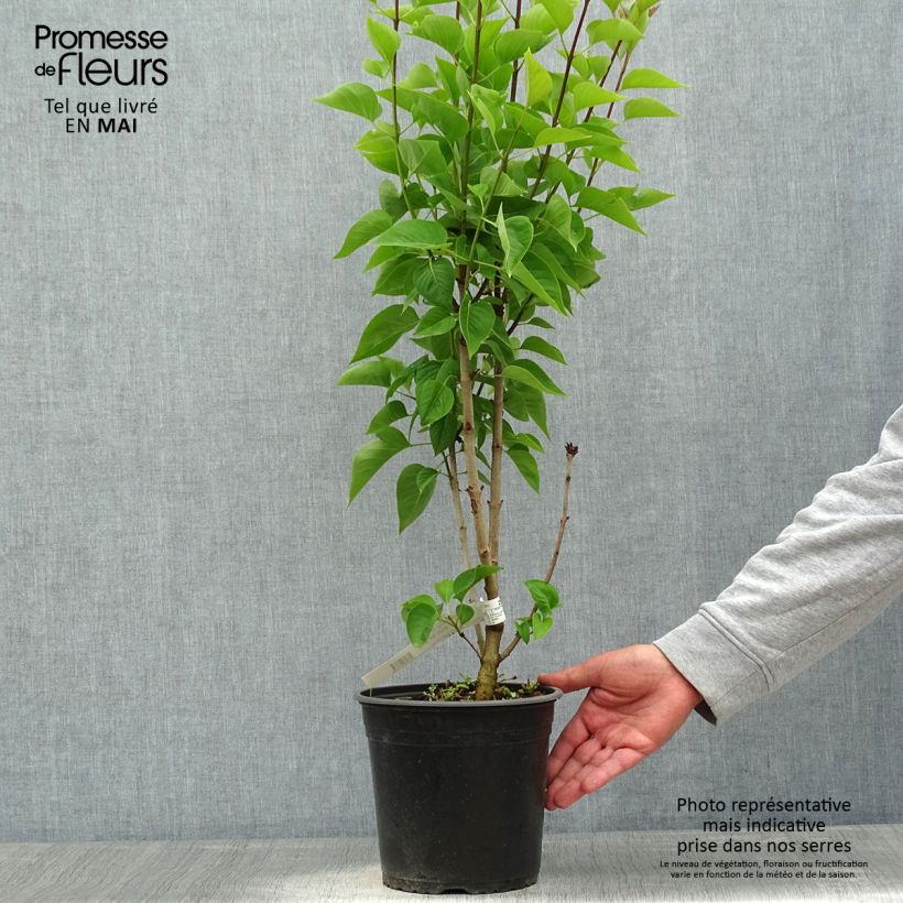 Spécimen de Lilas commun - Syringa vulgaris Kindy Rose en pot de 4l/5l tel que livré au printemps