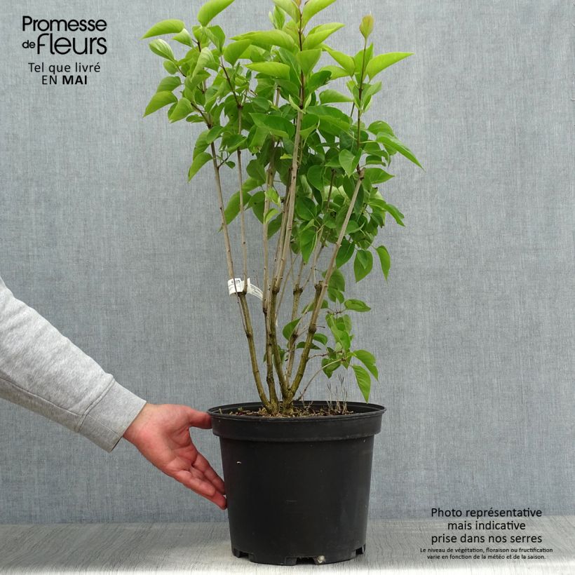 Spécimen de Lilas commun - Syringa vulgaris Kindy Rose en pot de 7,5l/10l tel que livré au printemps