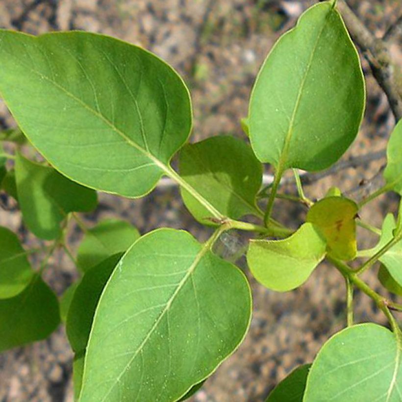 Lilas commun - Syringa vulgaris Konchalovskii (Feuillage)
