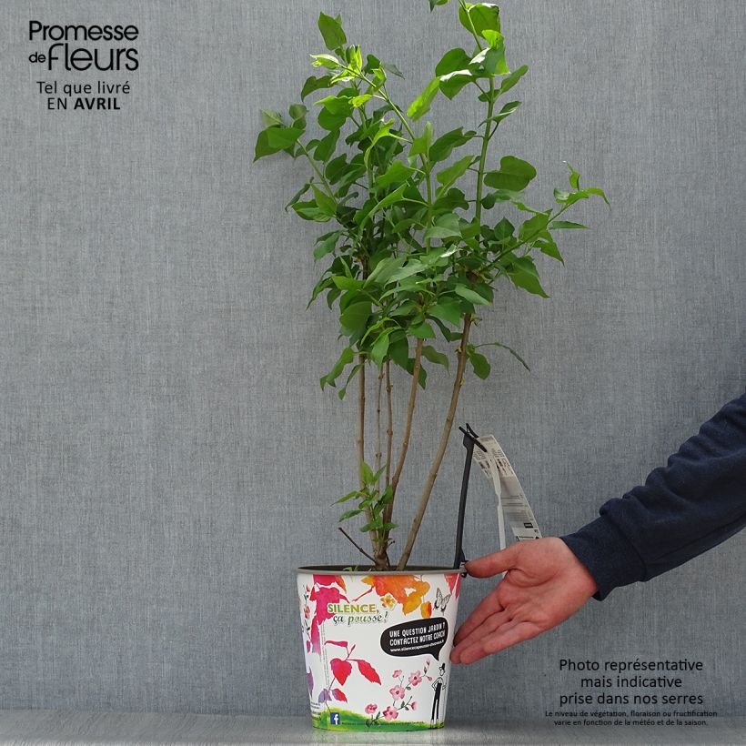 Spécimen de Lilas commun - Syringa vulgaris Konchalovskii en pot de 4l/5l tel que livré au printemps