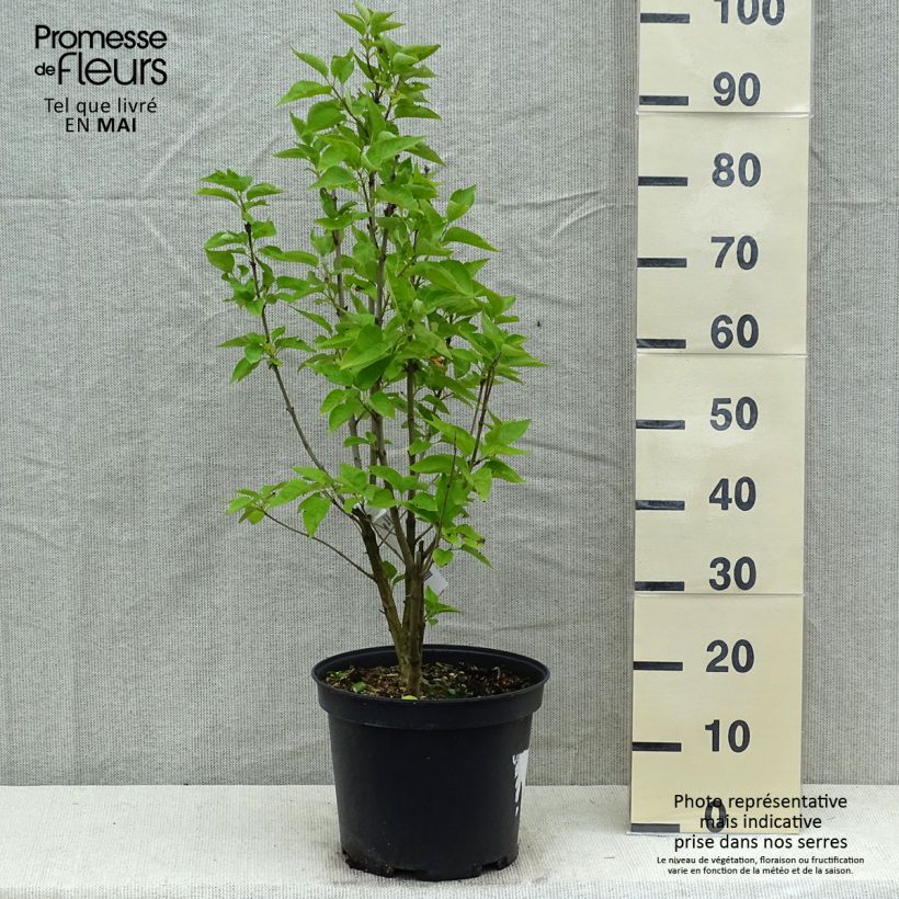 Spécimen de Lilas commun - Syringa vulgaris Konchalovskii en pot de 7,5l/10l tel que livré au printemps