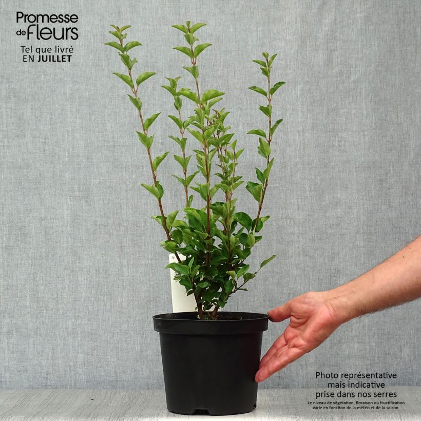 Spécimen de Lilas de Chine - Syringa Josée Pot de 3L/4L tel que livré en été