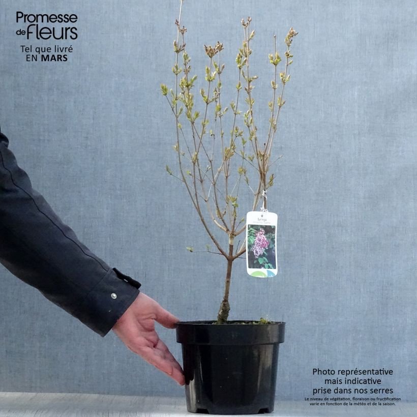 Spécimen de Lilas de Chine - Syringa microphylla Superba en pot de 2/3L tel que livré au printemps