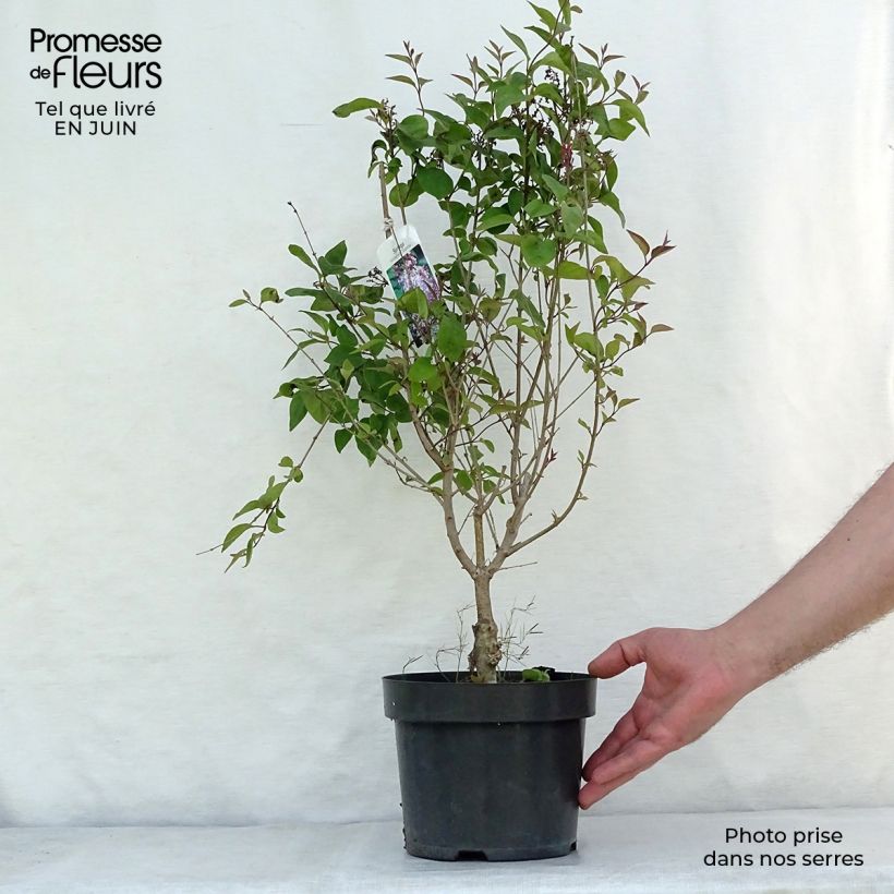 Spécimen de Lilas de Chine - Syringa microphylla Superba tel que livré en ete