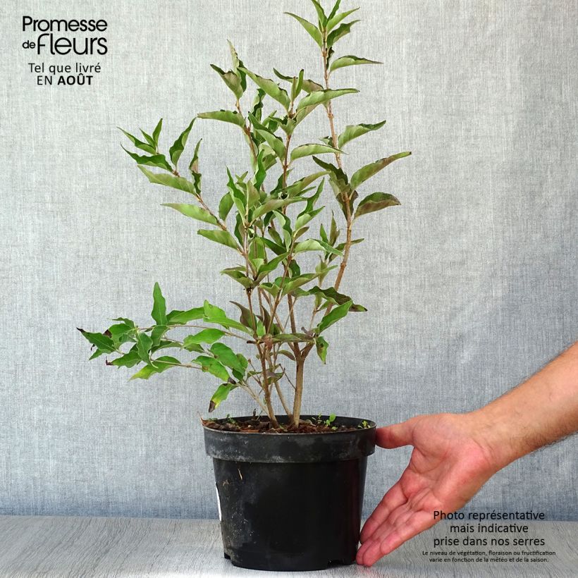 Spécimen de Lilas de Chine - Syringa patula Miss Kim Pot de 2L/3L tel que livré en été
