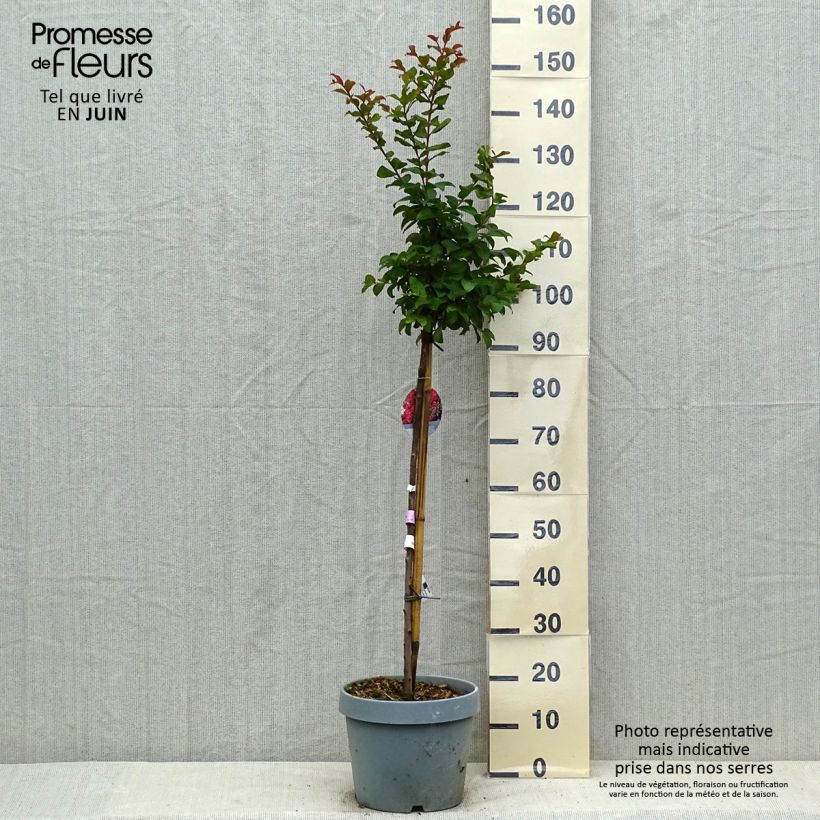 Spécimen de Lilas des Indes - Lagerstroemia indica Berry Dazzle Pot de 7,5L/10L, Tige de 60 cm tel que livré en été