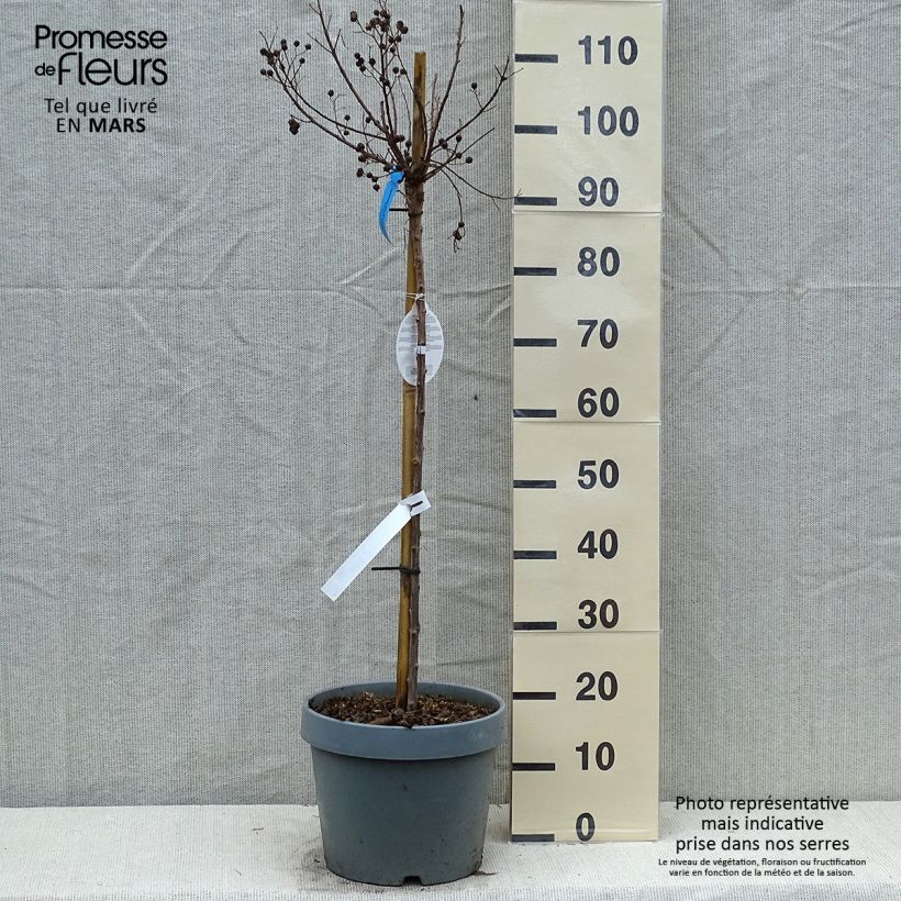 Spécimen de Lilas des Indes - Lagerstroemia indica Berry Dazzle Demi-tige en pot de  7.5L/10L tel que livré au printemps