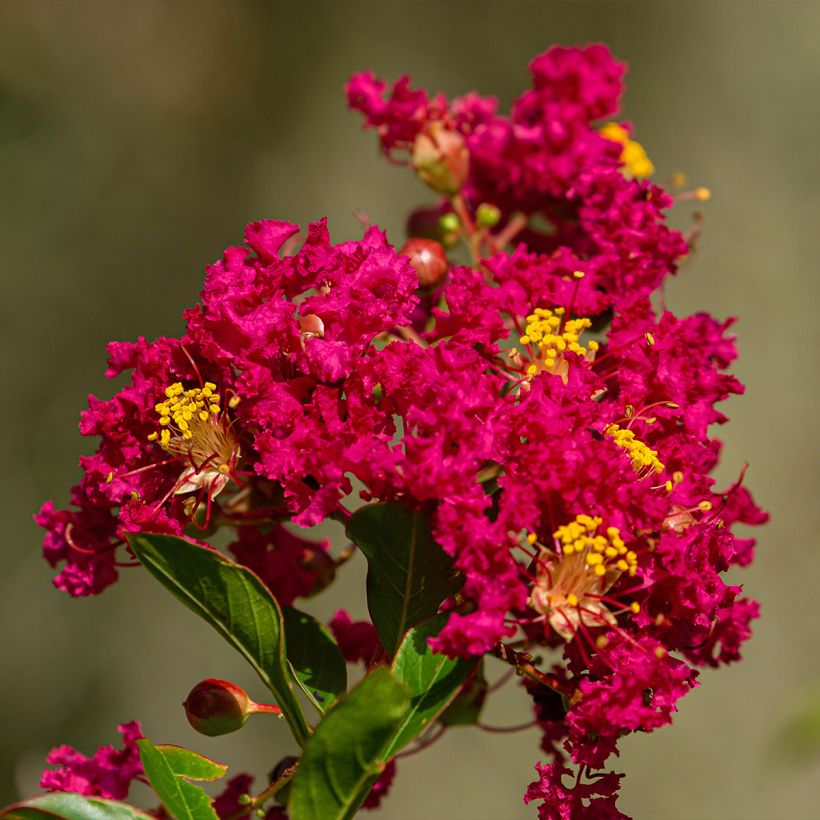 Lilas des Indes - Lagerstroemia indica Caroline Beauty (Floraison)