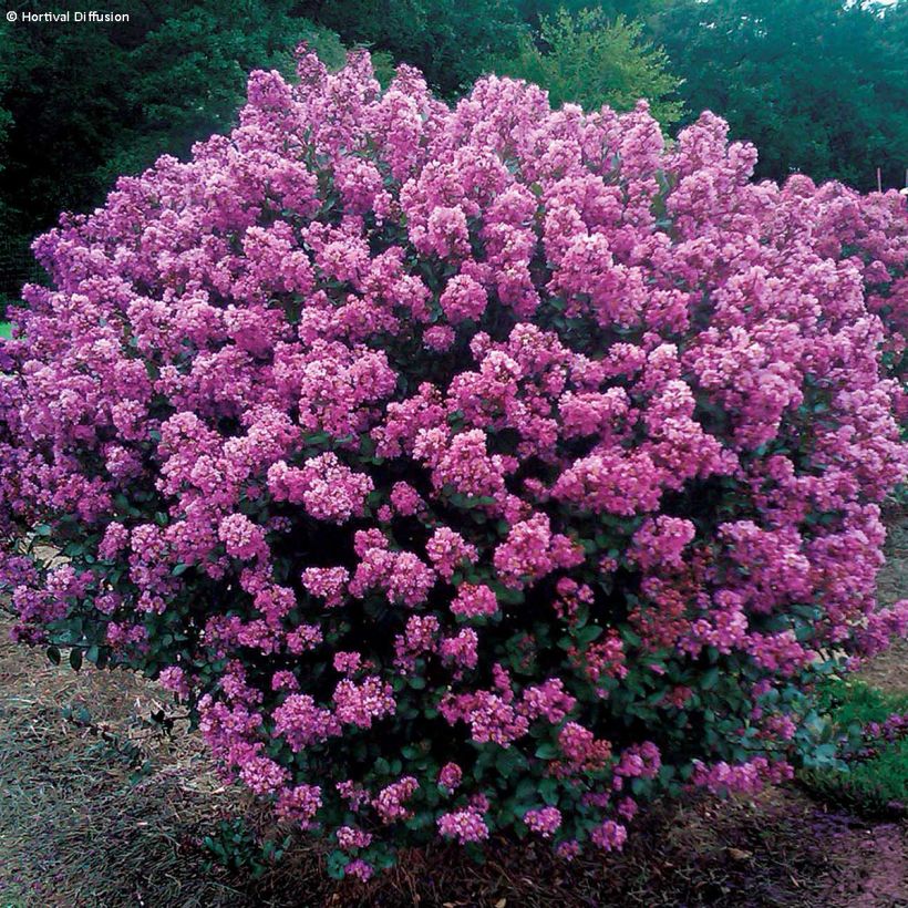 Lilas des Indes - Lagerstroemia indica Enduring Lavender (Port)