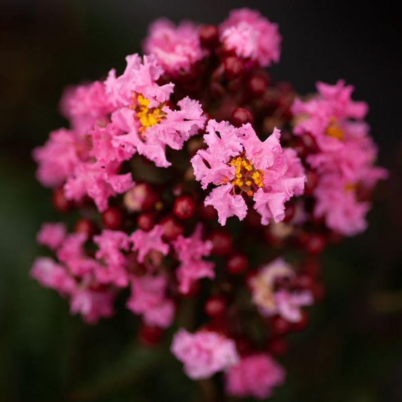 Lilas des Indes - Lagerstroemia indica Enduring Pink (Floraison)