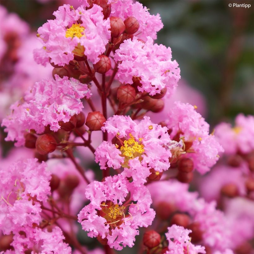 Lilas des Indes - Lagerstroemia indica Eveline (Floraison)