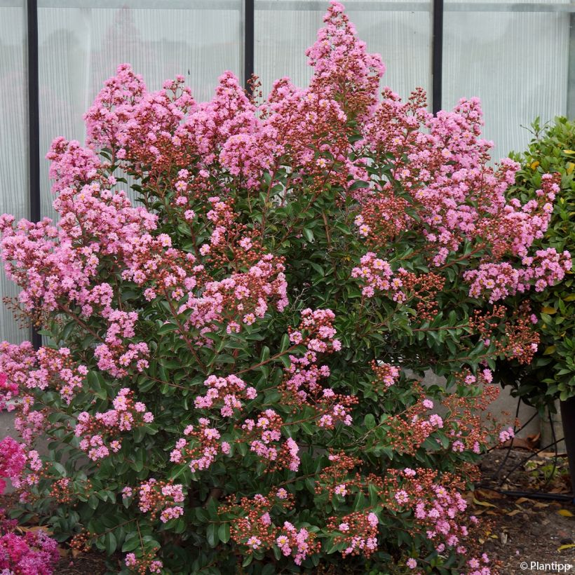 Lilas des Indes - Lagerstroemia indica Eveline (Port)