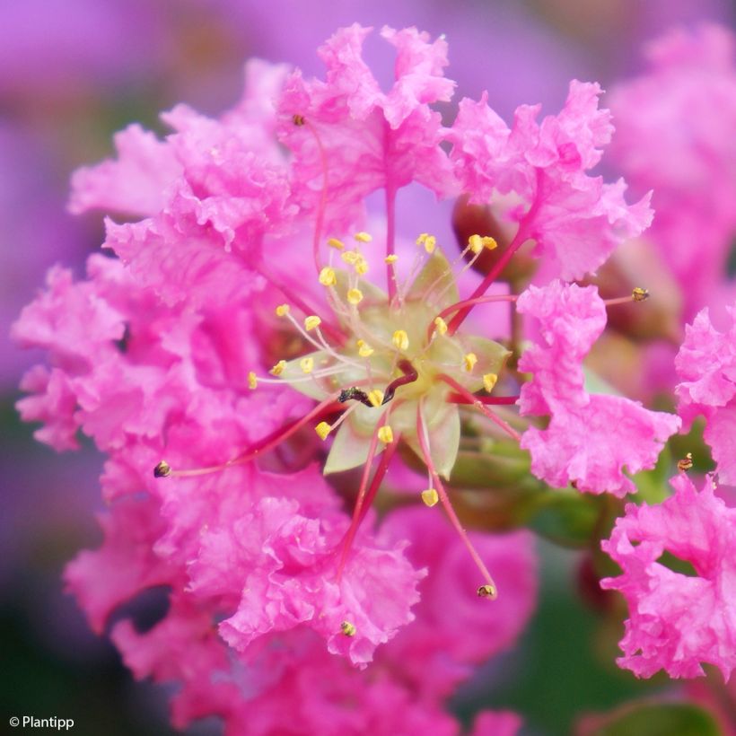 Lilas des Indes - Lagerstroemia indica Girl With Love (Floraison)