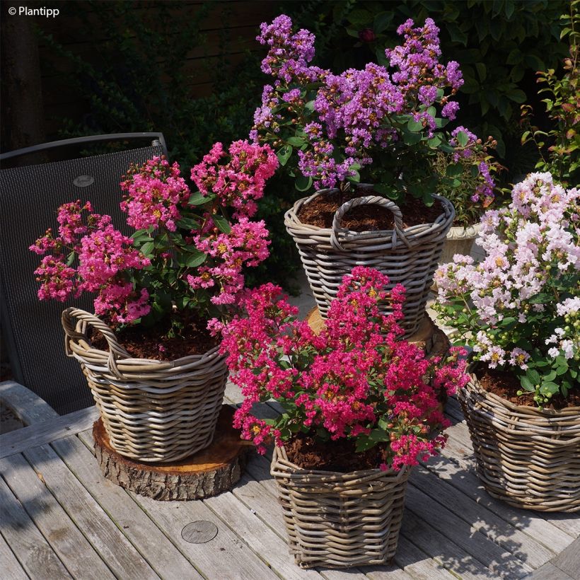 Lilas des Indes - Lagerstroemia indica Girl With Love (Port)