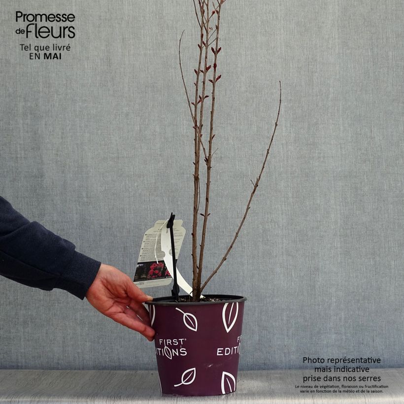 Spécimen de Lilas des Indes - Lagerstroemia indica Midnight Magic Pot de 3L/4L tel que livré au printemps