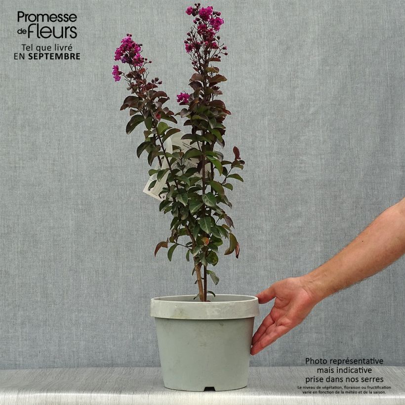 Spécimen de Lilas des Indes - Lagerstroemia indica Rhapsody In Blue Pot de 7,5L/10L, Touffe tel que livré en automne