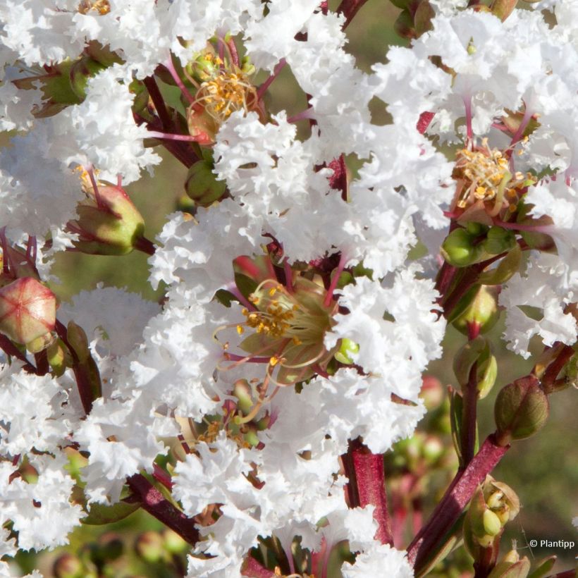 Lilas des Indes - Lagerstroemia indica Virgin With Love (Floraison)