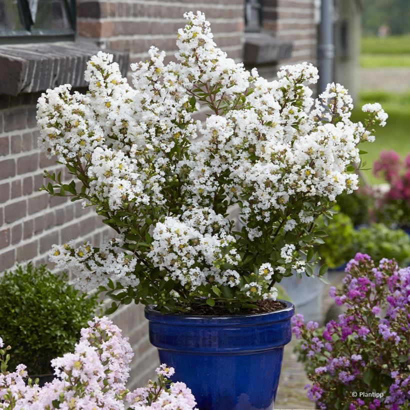 Lilas des Indes - Lagerstroemia indica Virgin With Love (Port)