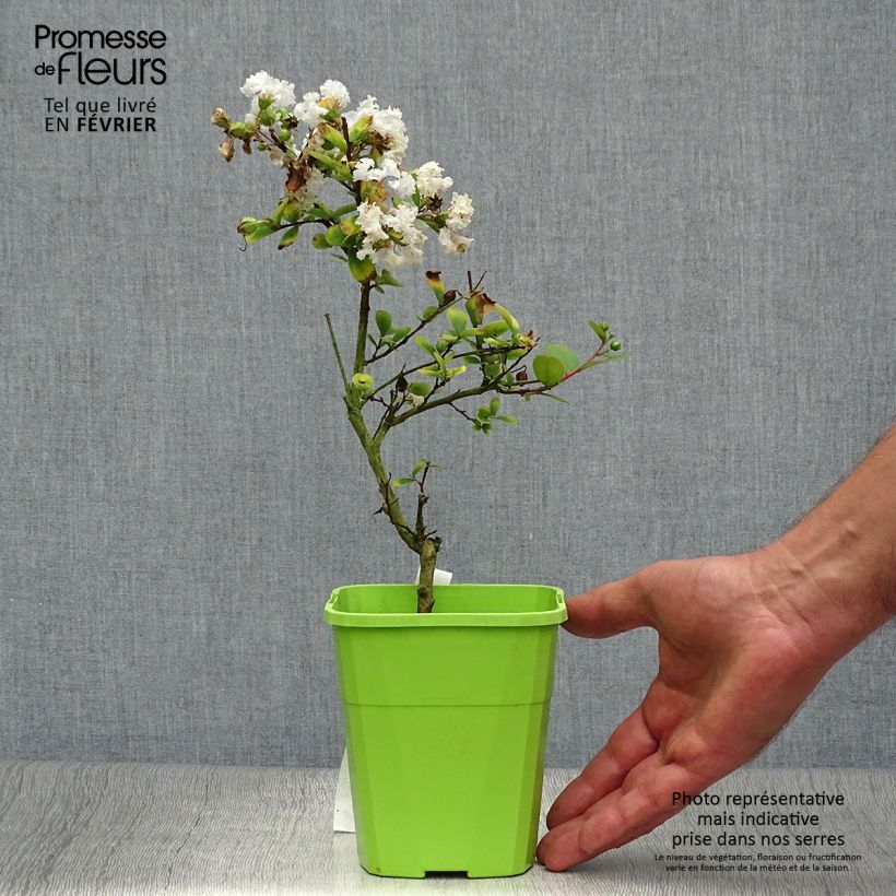 Spécimen de Lilas des Indes - Lagerstroemia indica Virgin With Love Pot de 3L/4L tel que livré en automne