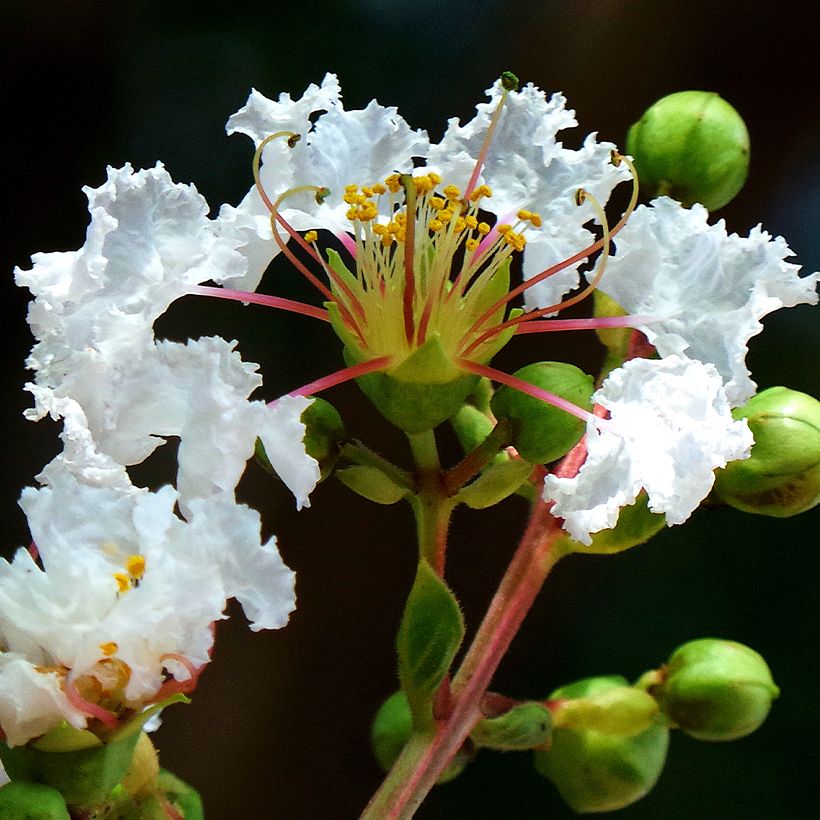 Lilas des Indes - Lagerstroemia indica White Chocolate (Floraison)