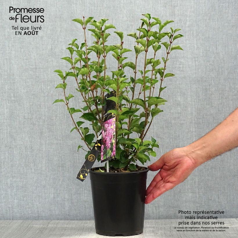 Spécimen de Lilas nain - Syringa meyeri Flowerfesta Pink Pot de 3L/4L tel que livré en été