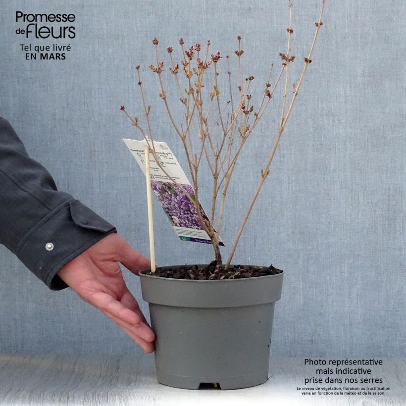 Spécimen de Lilas nain - Syringa meyeri Flowerfesta Purple Pot de 3L/4L tel que livré au printemps