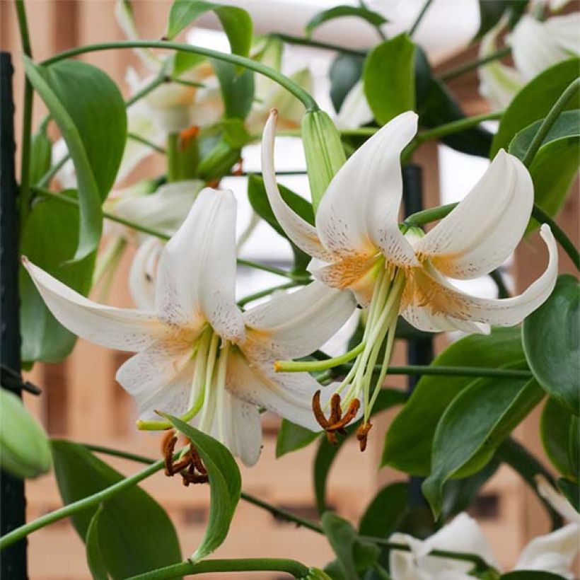 Lis hybride de henryi - Lilium Lady Alice (Floraison)