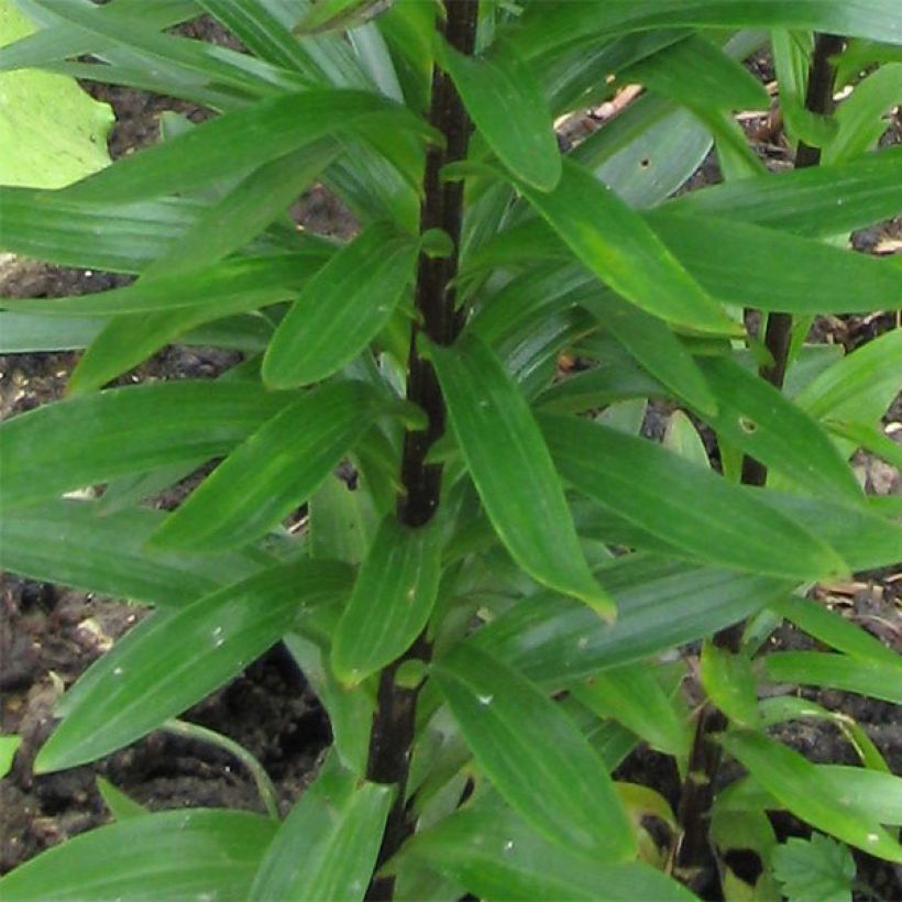 Lis asiatique - Lilium Landini (Feuillage)