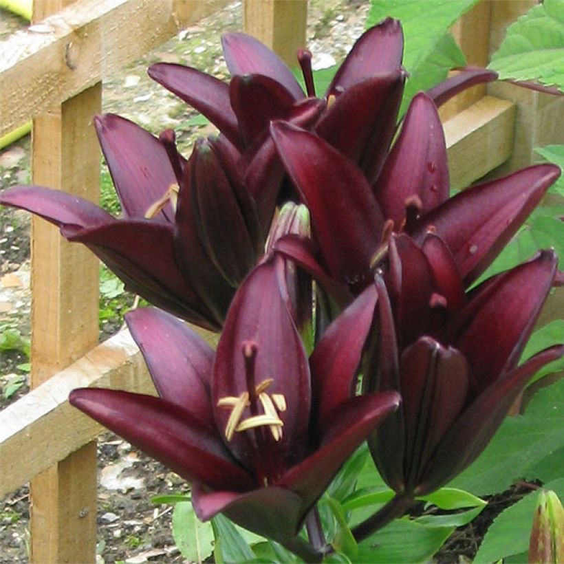 Lis asiatique - Lilium Landini (Floraison)