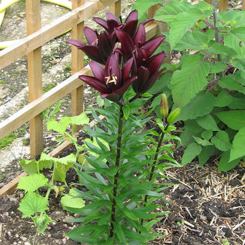 Lis asiatique - Lilium Landini (Port)