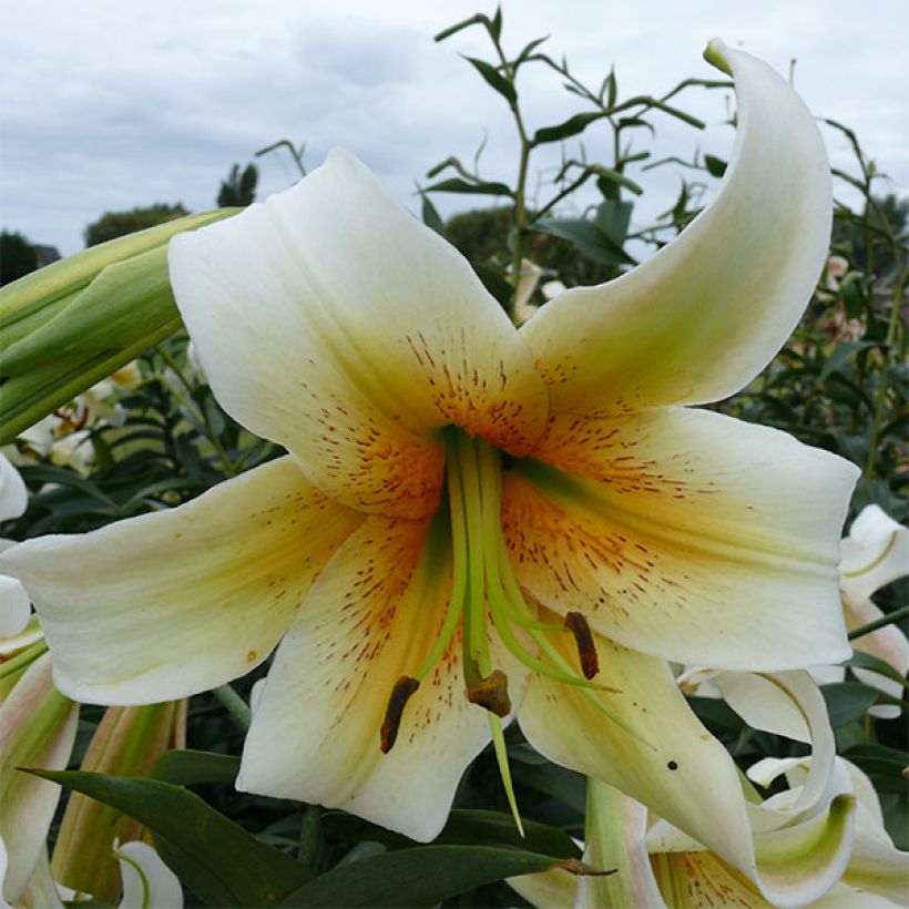 Lis trompette - Lilium Mister Cas (Floraison)