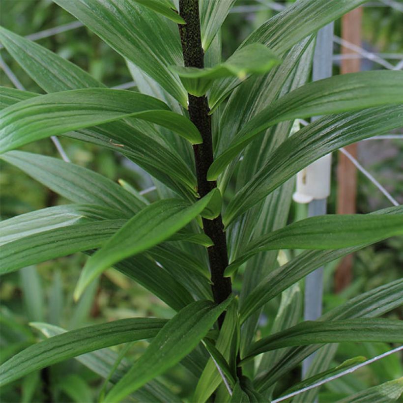 Lis hybride asiatique - Lilium Purple Eye (Feuillage)