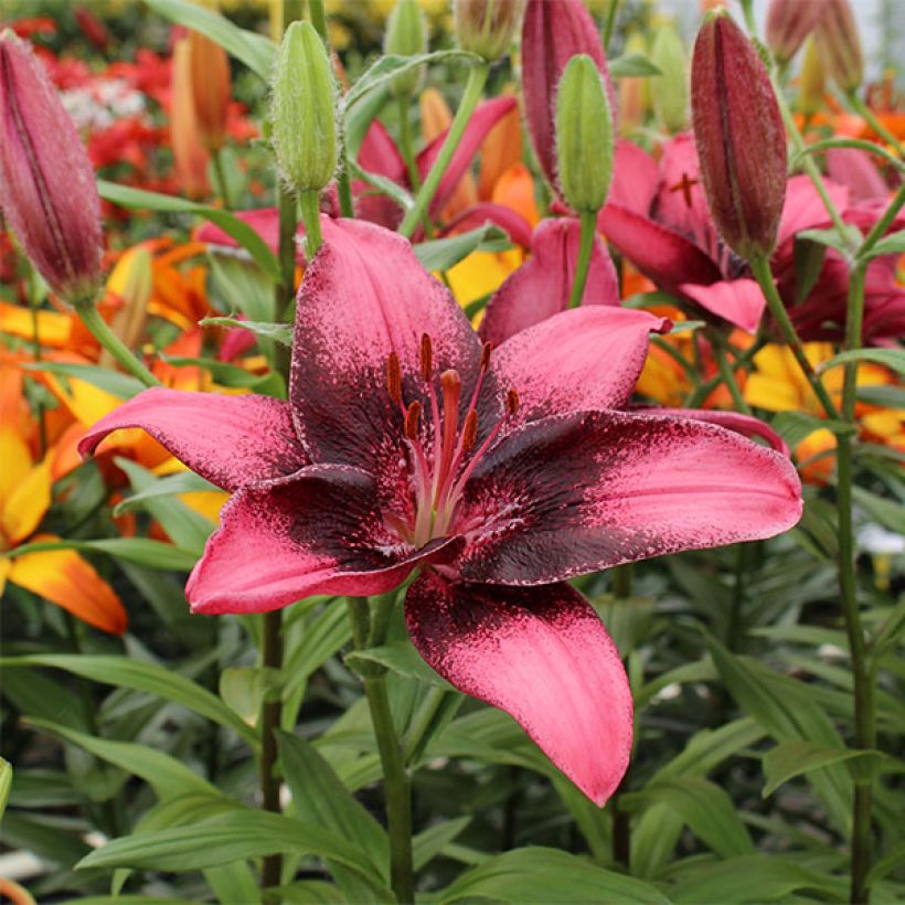 Lis hybride asiatique - Lilium Purple Eye (Floraison)