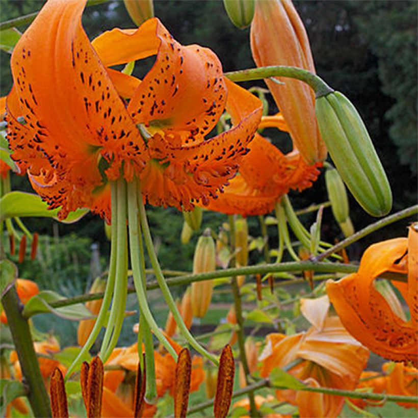 Lis botanique henryi (Floraison)