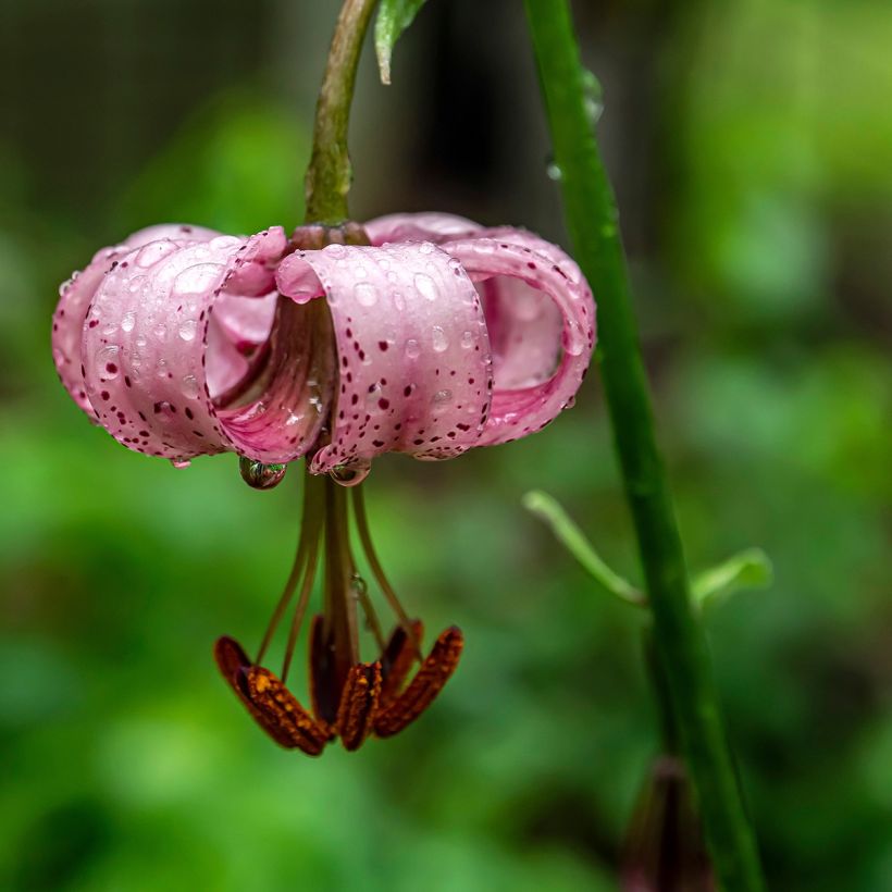Lis botanique - Lilium martagon Rose (Floraison)
