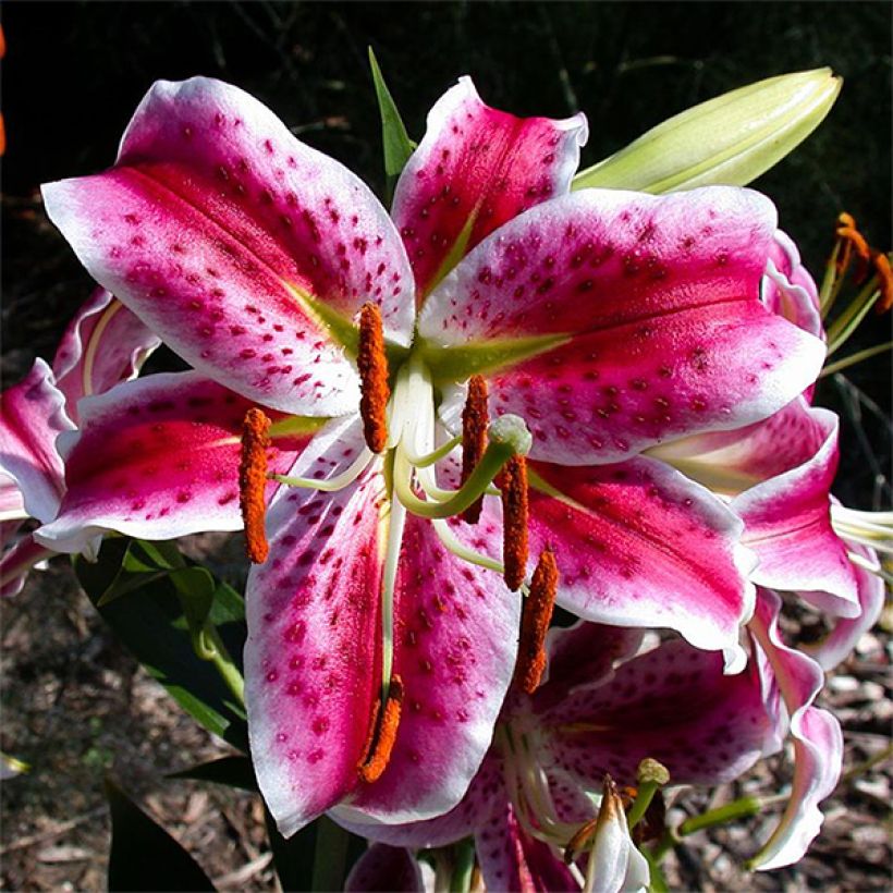 Lis botanique - Lilium speciosum Uchida (Floraison)