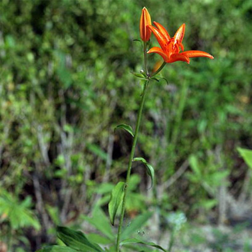 Lis botanique - Lilium tsingtauense NU (Port)