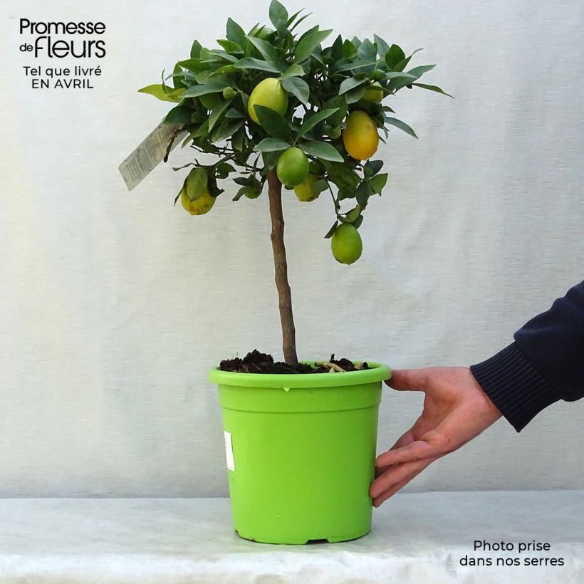 Spécimen de Limequat - Citrus x floridana Pot de 4L/5L tel que livré au printemps