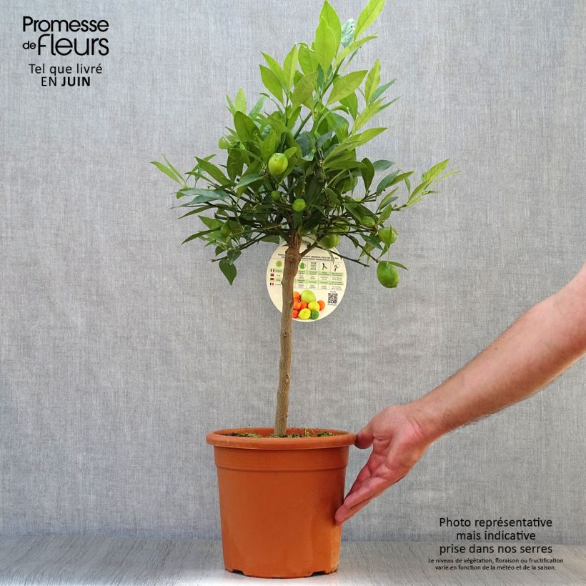 Spécimen de Limequat - Citrus x floridana Pot de 4L/5L, 1/4 de tige tel que livré en été