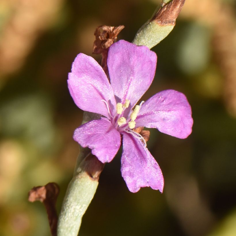 Limoniastrum monopetalum - Grand statice, Lavande de mer (Floraison)