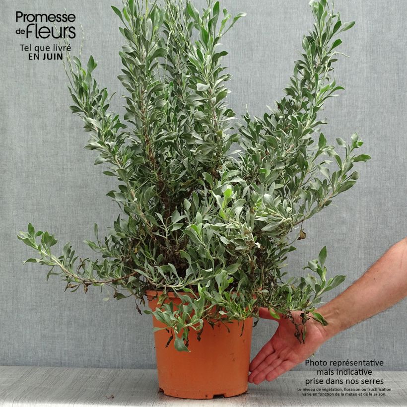 Spécimen de Limoniastrum monopetalum - Grand statice, Lavande de mer - Pot de 7,5L/10L tel que livré au printemps