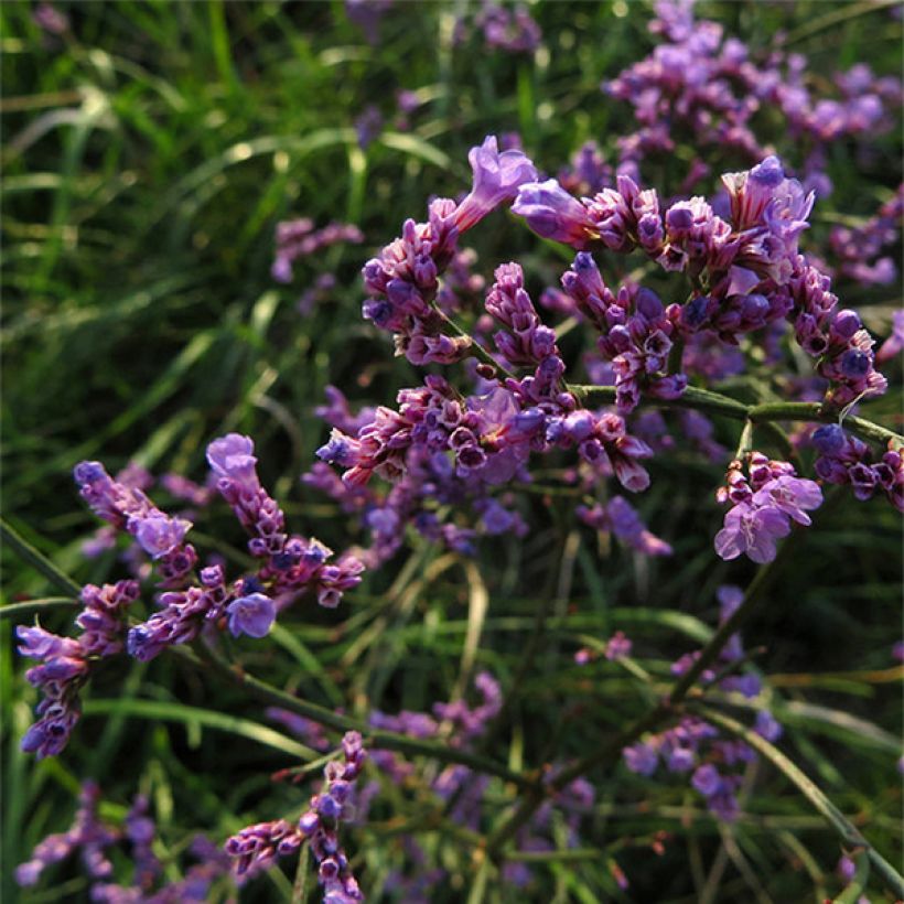 Limonium gmelinii ssp hungaricum (Floraison)