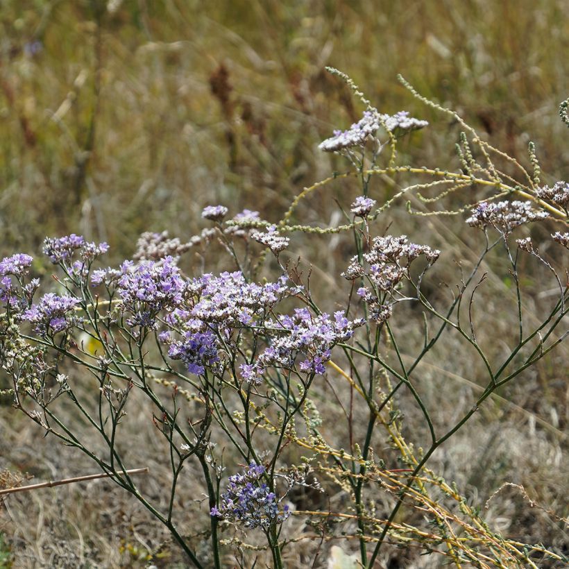 Limonium gmelinii ssp hungaricum (Port)