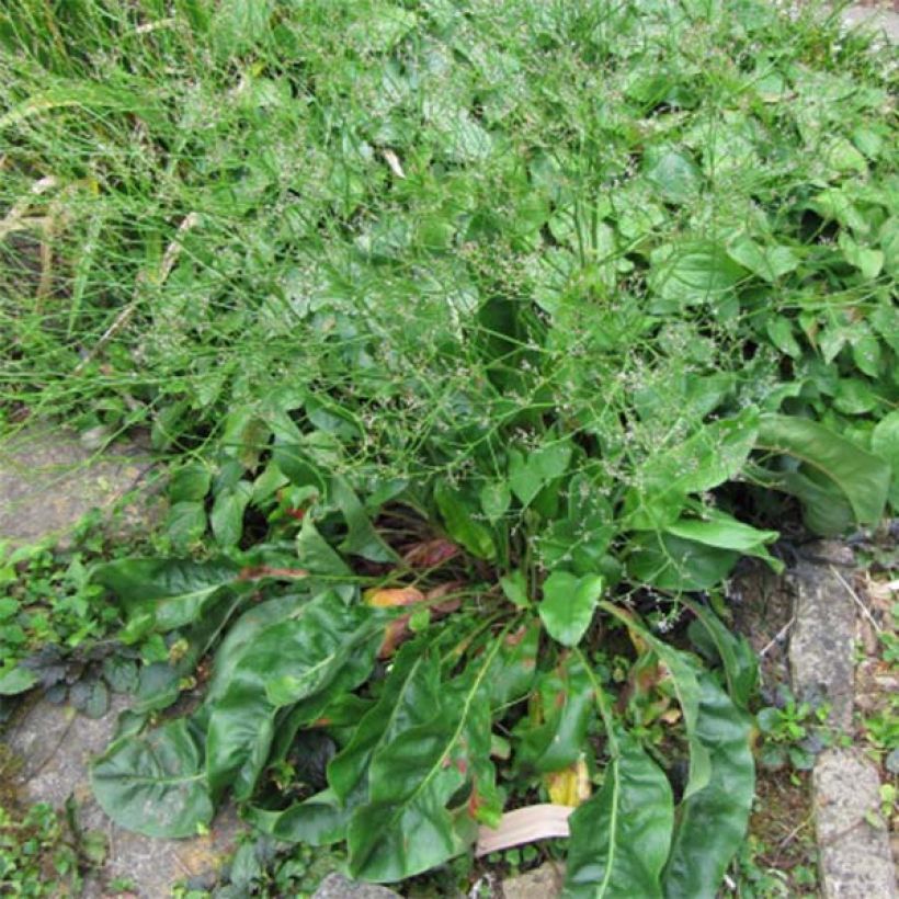 Limonium platyphyllum - latifolium - Statice vivace (Feuillage)