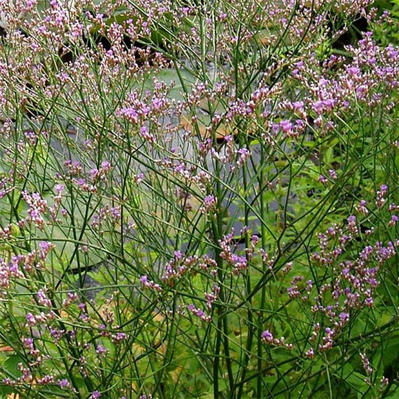 Limonium platyphyllum - latifolium - Statice vivace (Floraison)