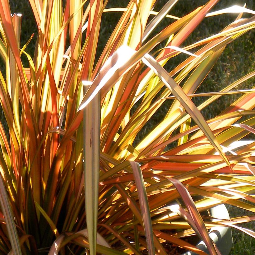 Lin de Nouvelle-Zélande - Phormium tenax Flamingo (Feuillage)