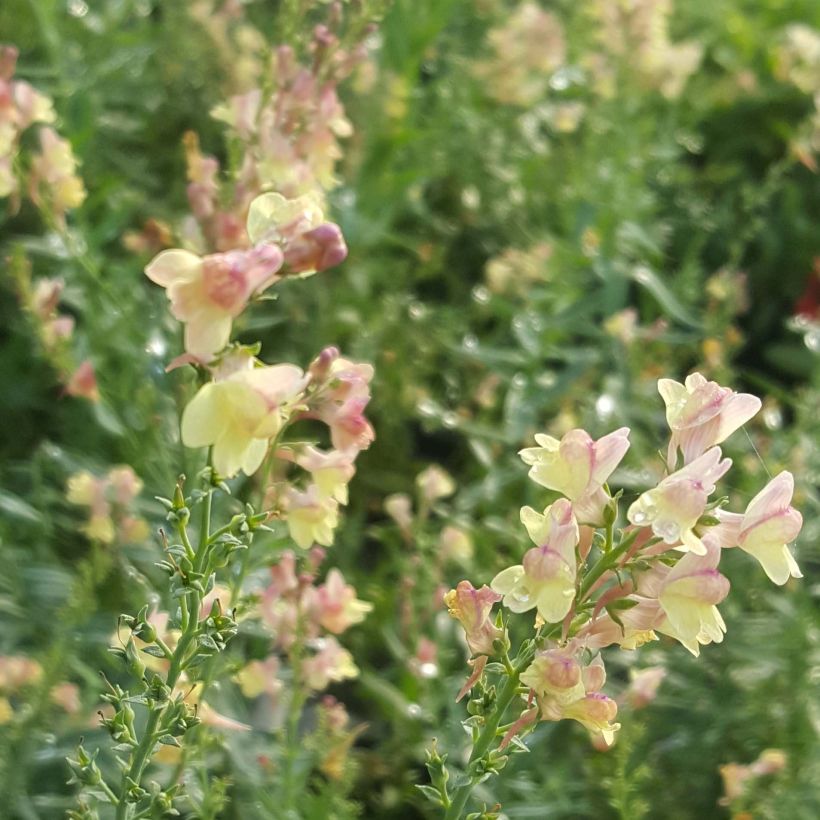 Linaria Peachy - Linaire. (Floraison)